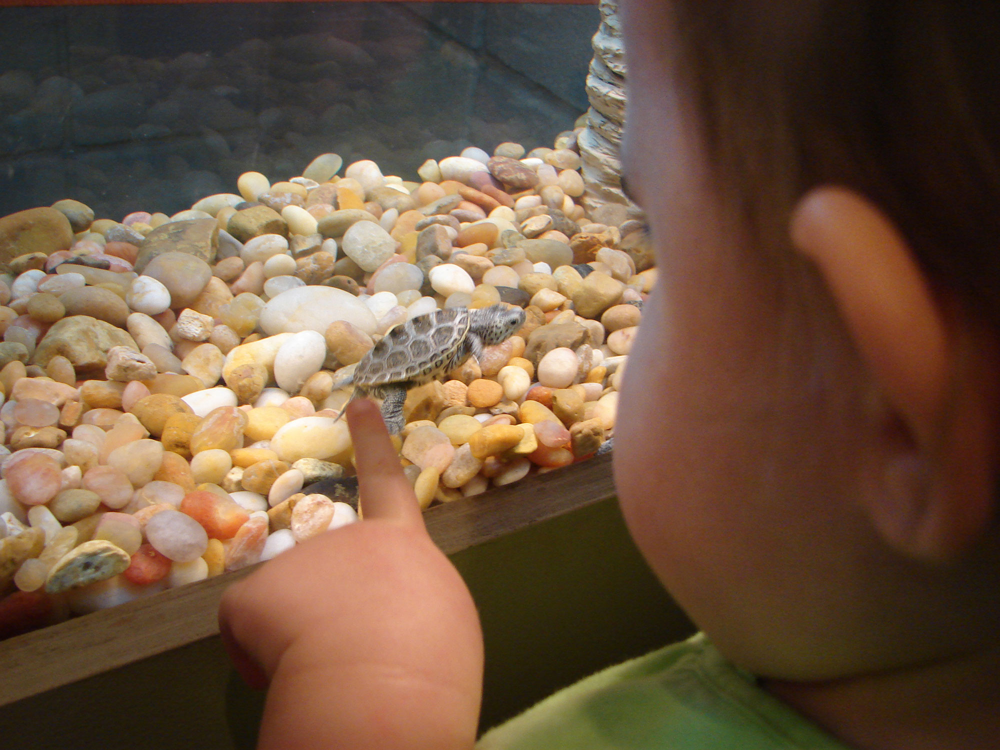 在泰比岛海洋科学中心，一个孩子指着一只小海龟