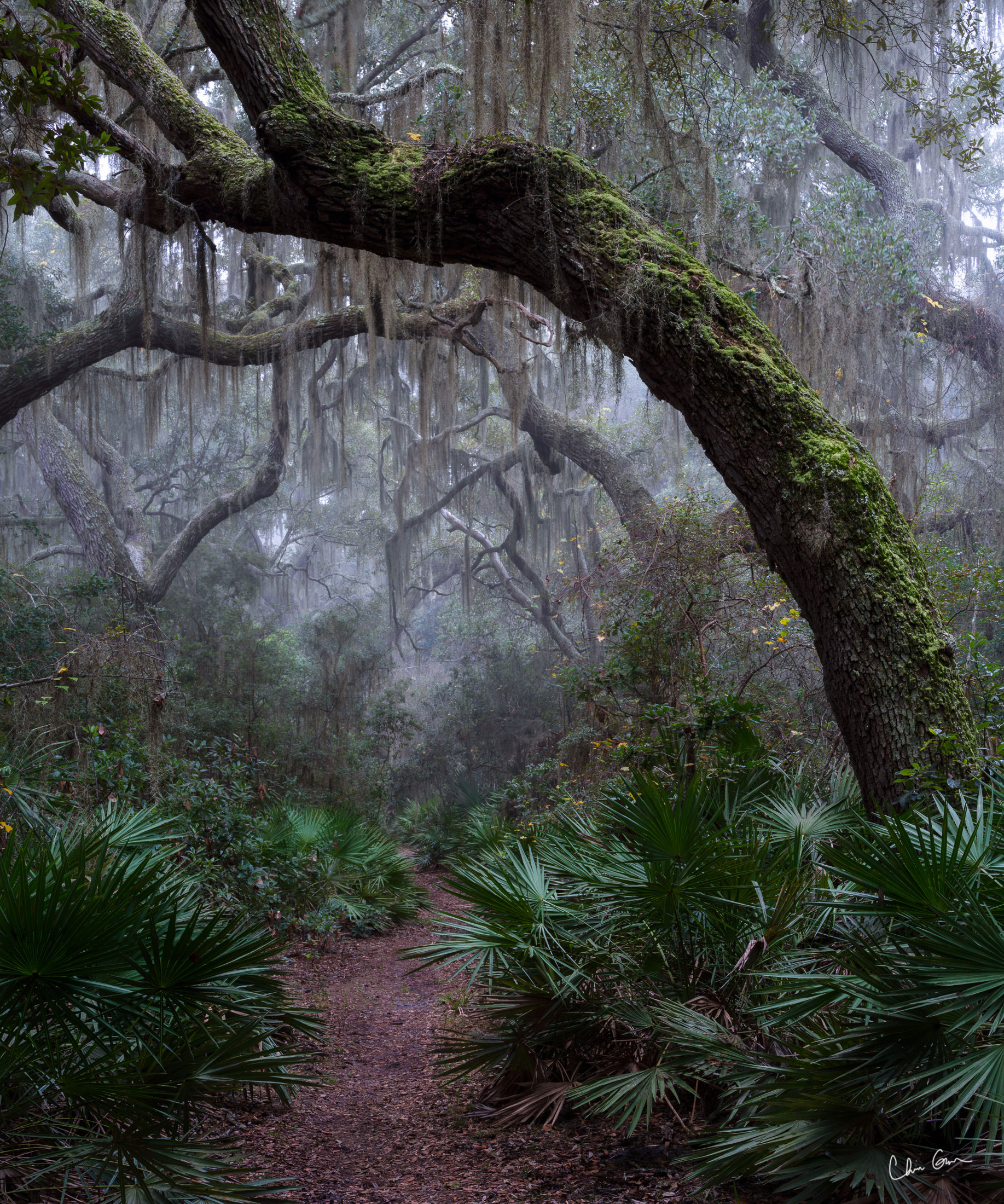佐治亚州坎伯兰岛雾蒙蒙的树阴小道。克里斯·格里尔摄