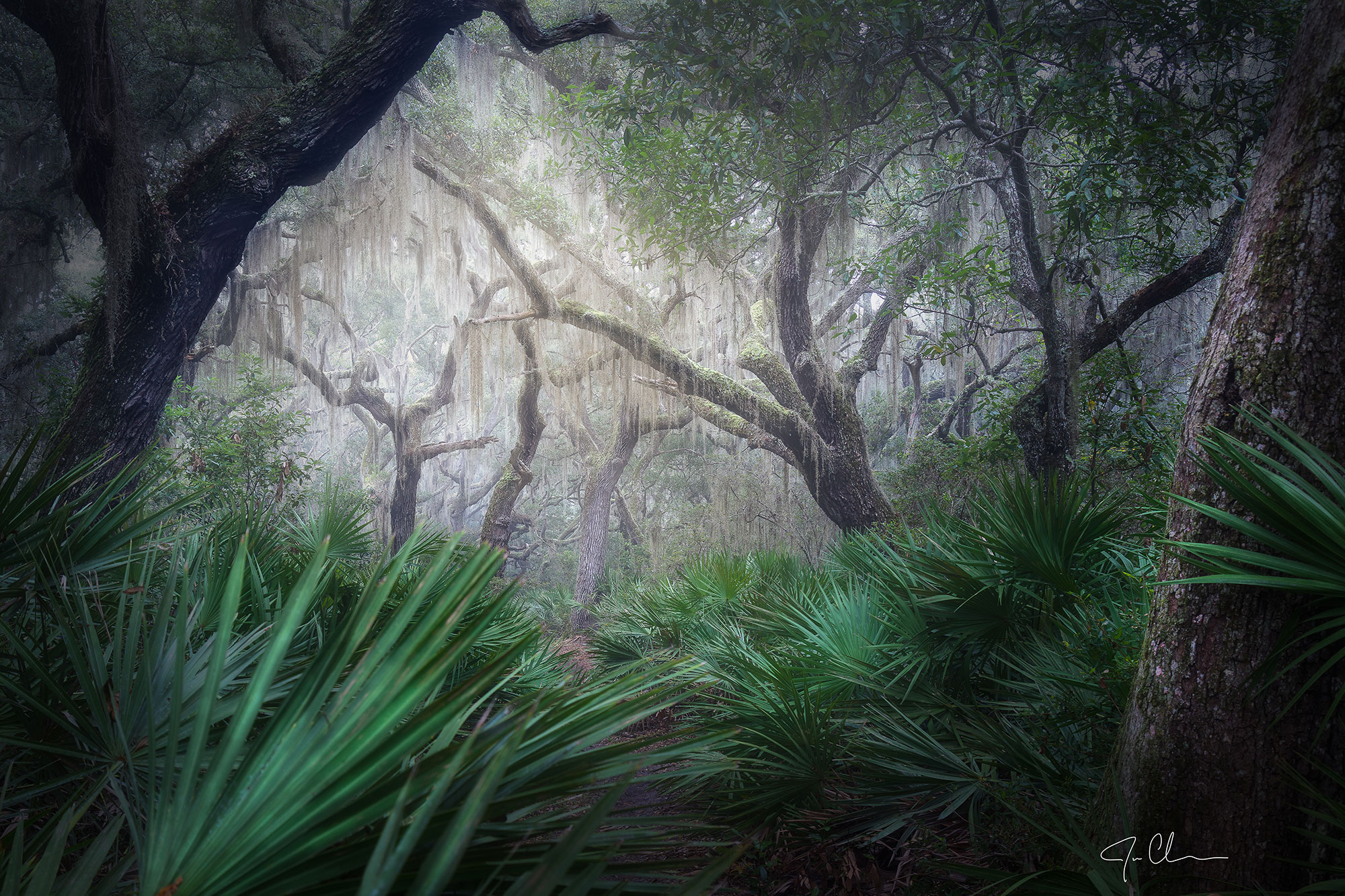 佐治亚州坎伯兰岛雾蒙蒙的树。杰森·克莱蒙斯摄