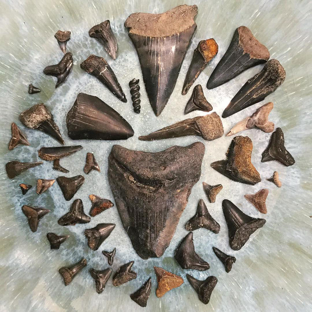 在乔治亚州泰比岛，日晷查特斯发现了一组鲨鱼牙齿化石。图片由@coloradoturns