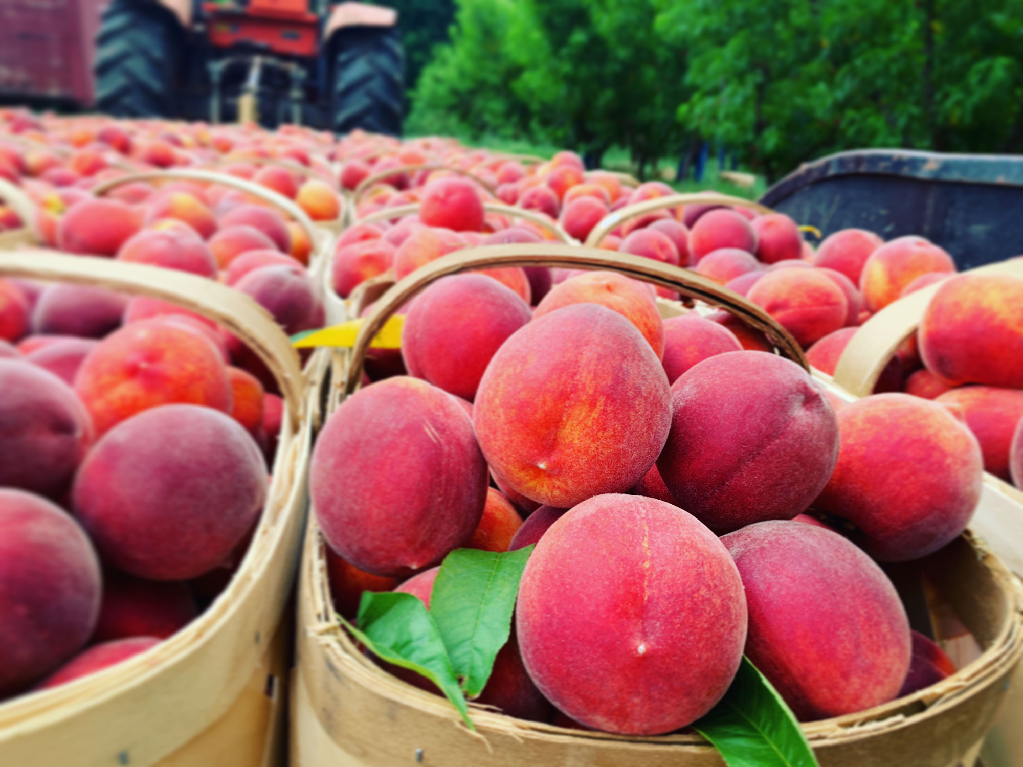 乔治亚州阿尔托Jaemor农场的桃子。图片由@jaemorfarms