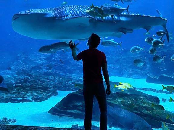在位于亚特兰大的乔治亚水族馆观看鲸鲨的人，这是西半球最大的水族馆