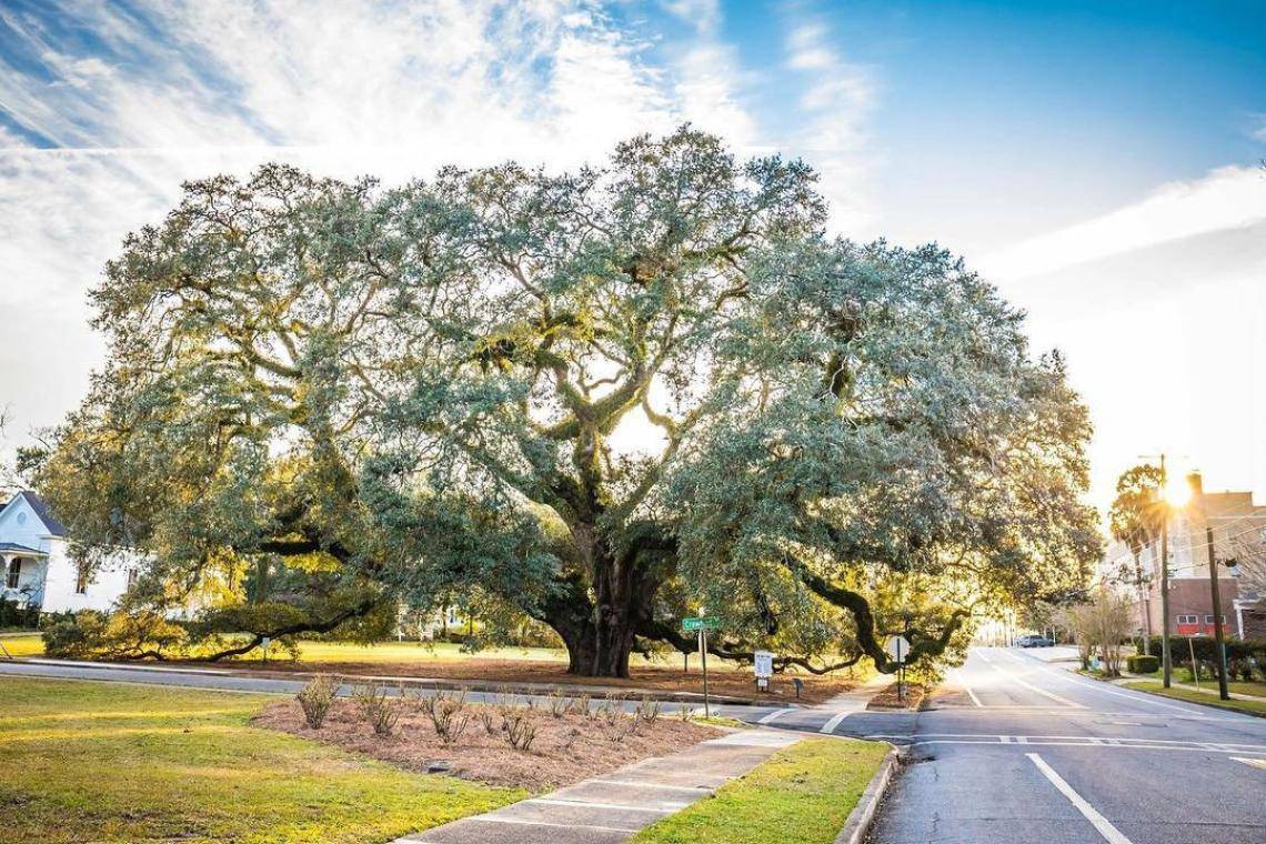 乔治亚州托马斯维尔的大橡树。图片来自Bri Whigham， @whighamimages